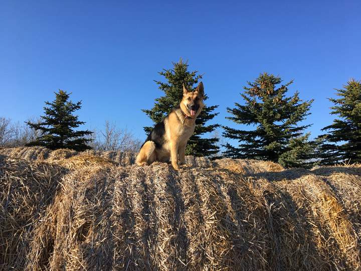 May 25: Breyanne Parkinson took this Your Saskatchewan photo in Cando.