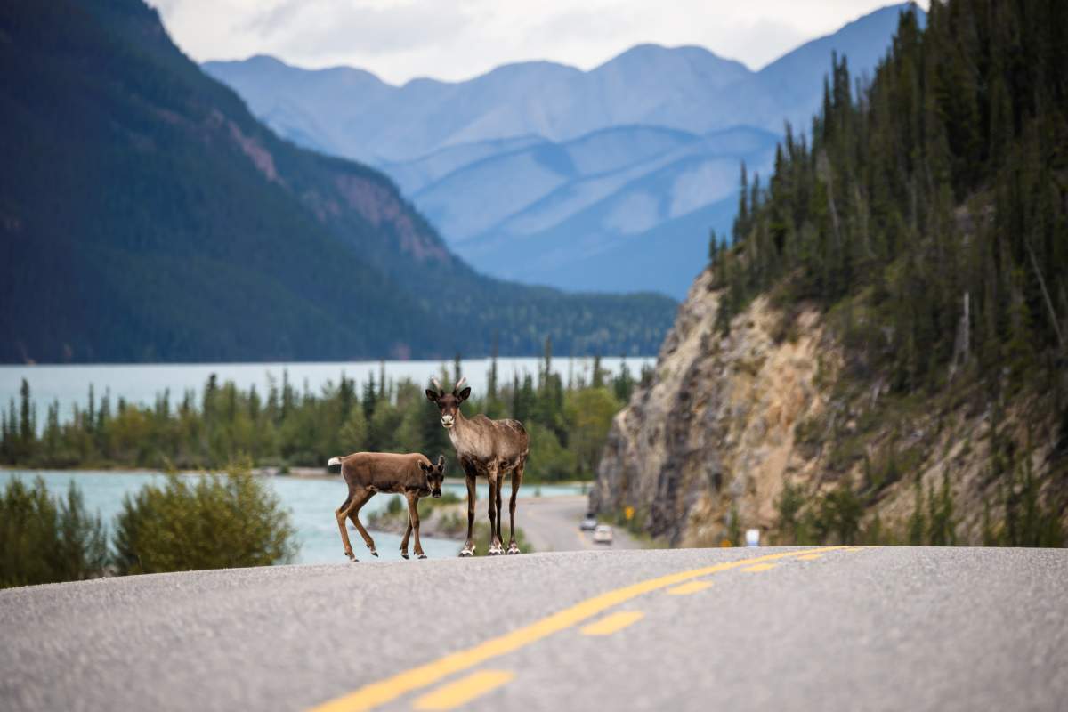 A Caribou cow with her calf search for mineral salts along the Alaska Highway at Muncho Lake, in the Northern Rockies of British Columbia