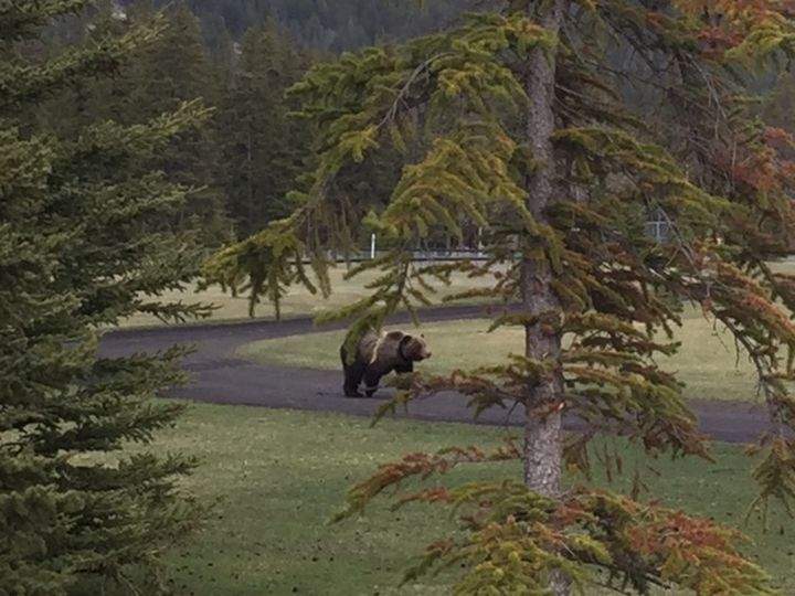 The grizzly is known as Bear 148 by Parks Canada.