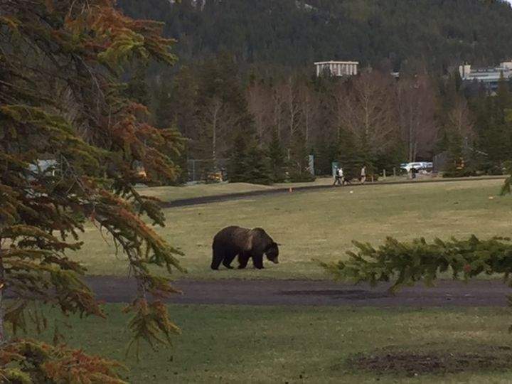 The grizzly was close enough for Lee to capture this photo.