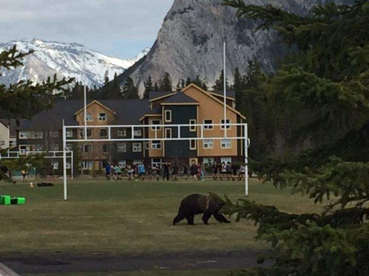 Bear 148 is seen at the Banff Recreation Grounds on May 9, 2017.