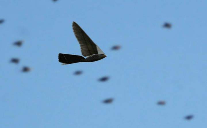 Edmonton International Airport plans to use “Robirds,” or drones that look incredibly similar to and mimic the movements of falcons, in order to keep real birds away from air traffic at its facility.