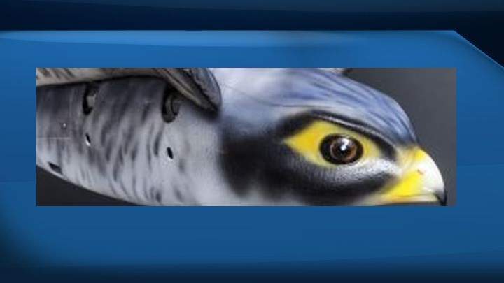 Edmonton International Airport plans to use \”Robirds,\” or drones that look incredibly similar to and mimic the movements of falcons, in order to keep real birds away from air traffic at its facility.