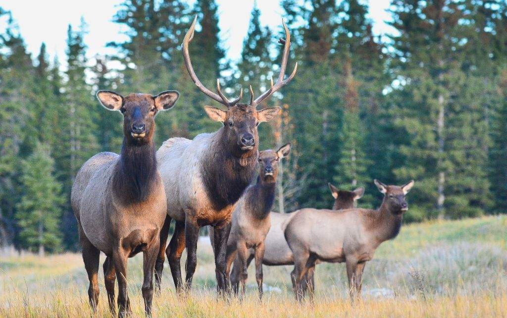 The size of a wildlife corridor in the Bow Valley among concerns for wildlife conservationists.  