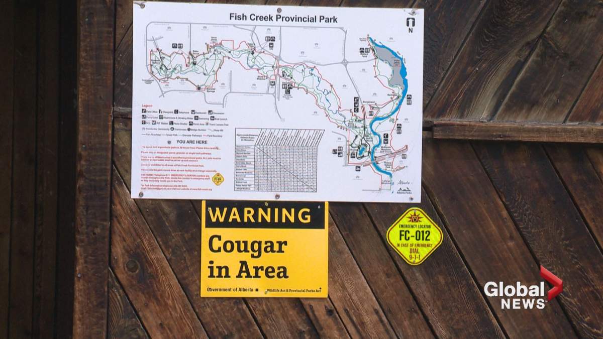 A sign warning visitors about cougars is seen at Fish Creek Provincial Park on Sunday, May 14.