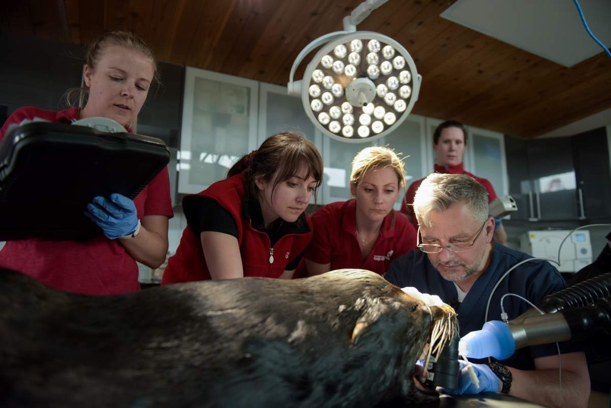 The Vancouver Aquarium Marine Mammal Rescue Centre examines Señor Cinco.