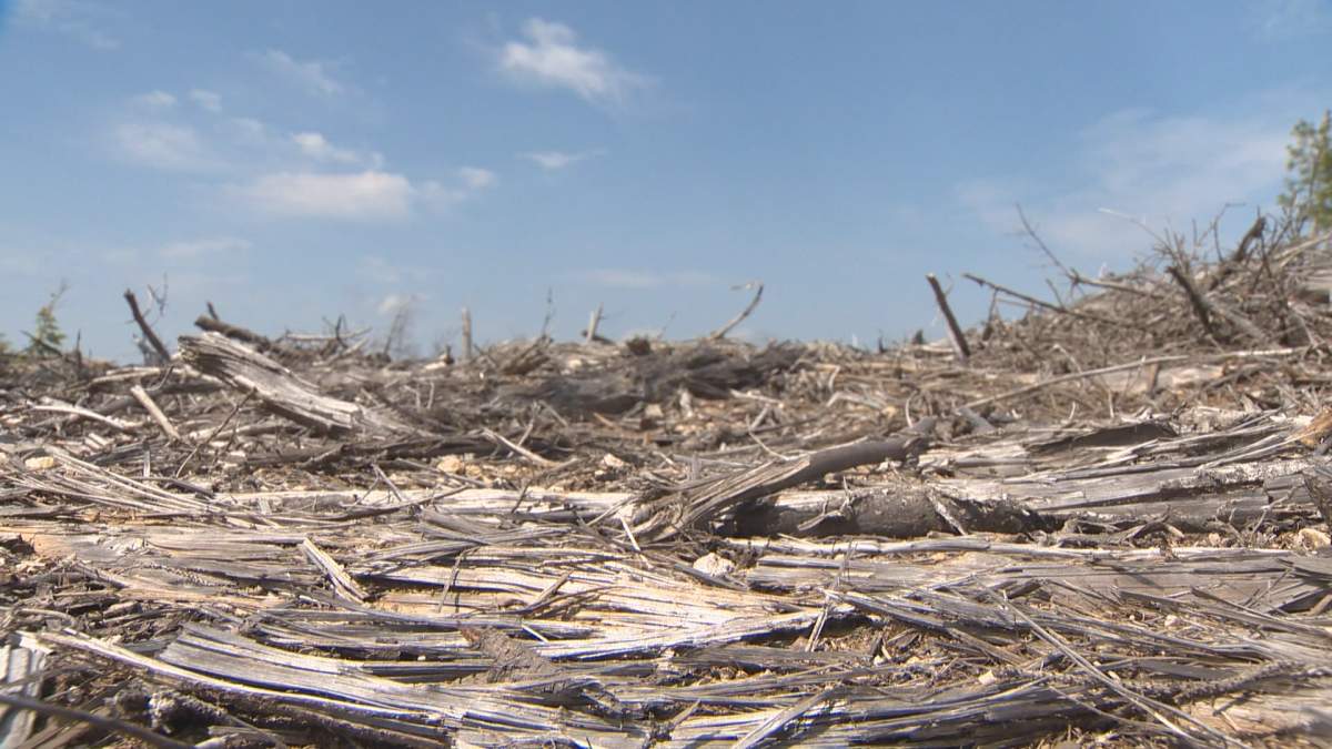 Clear cutting