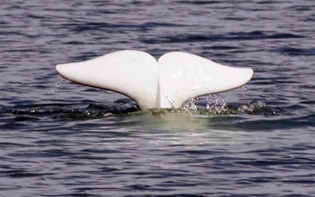 A beluga whale shows its tail in the St.Lawrence River near Tadoussac, Que., Monday, July 24, 2006.