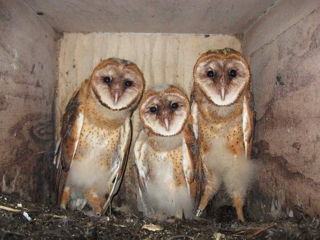 Urban barn owls facing many challenges: study - image