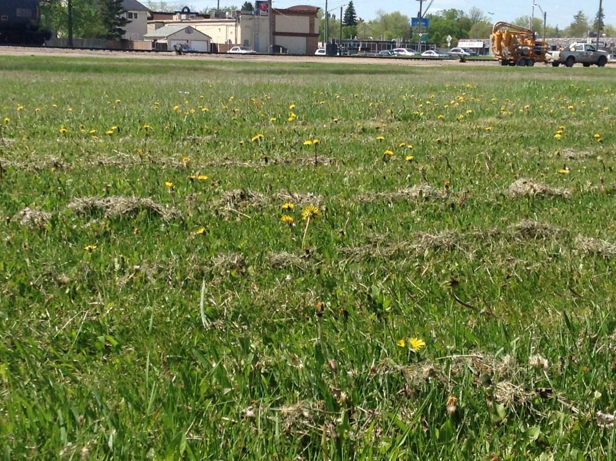 Dandelions soak up the sun along a railway track in Winnipeg.