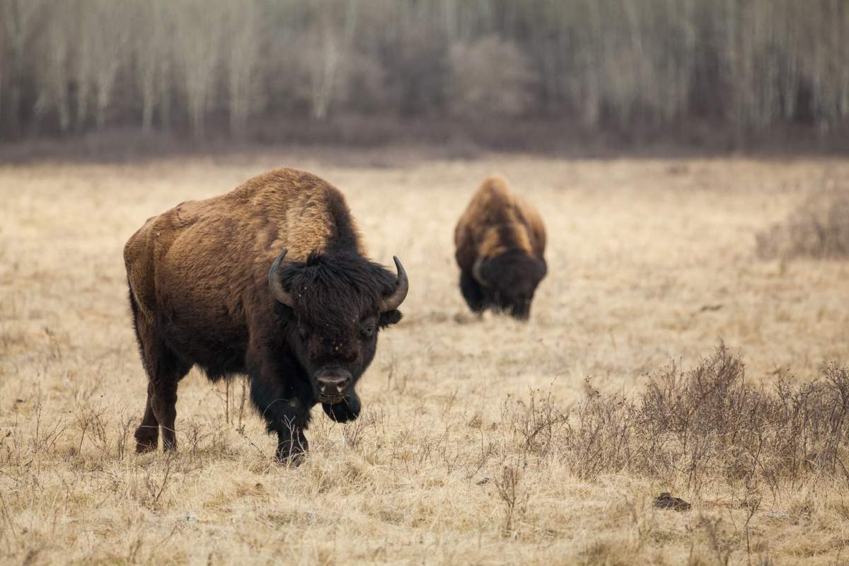 Four bison are unaccounted for, RCMP say.