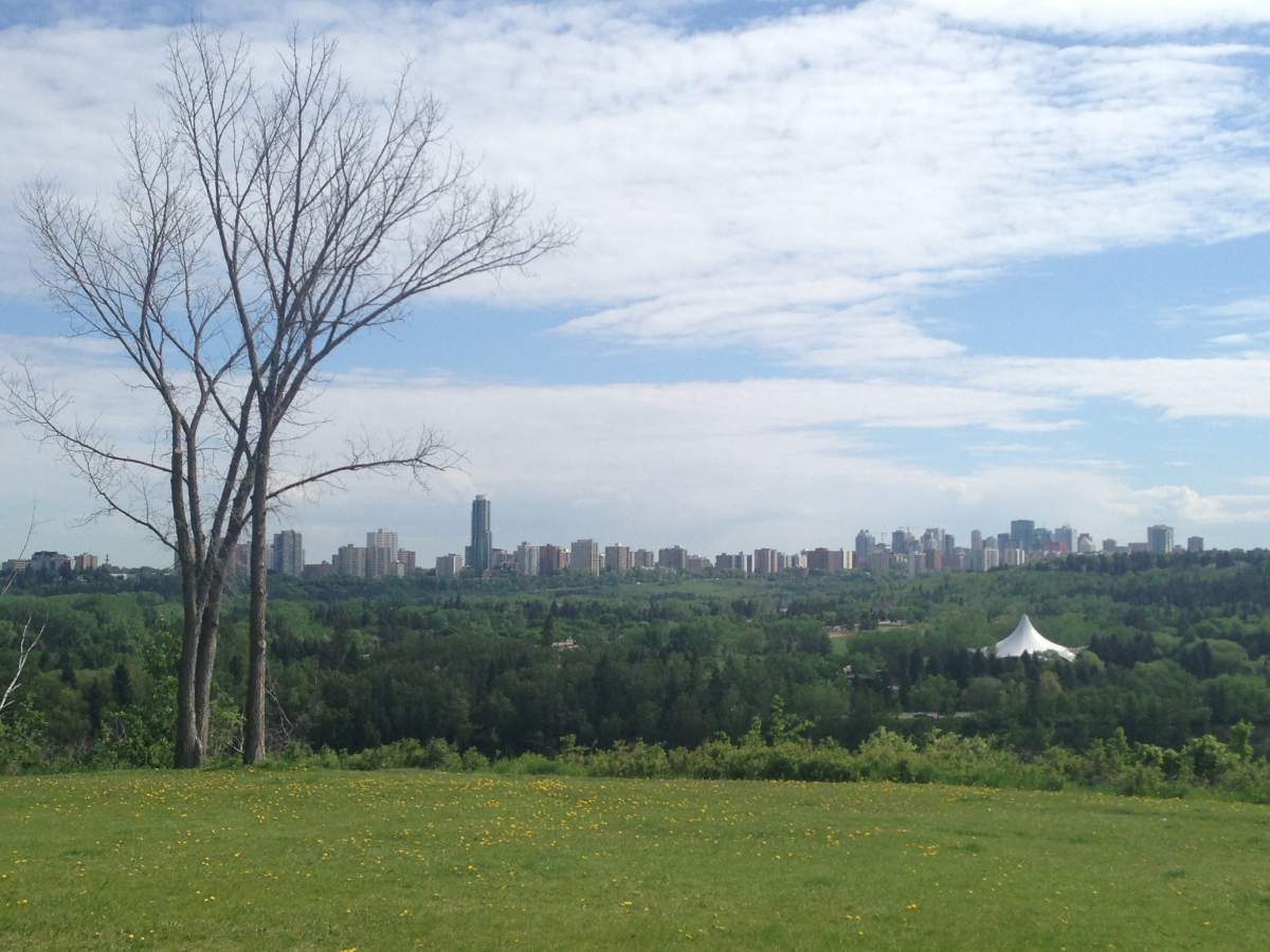Residents in the Valleyview neighbourhood suspect someone has been damaging trees in the area to get a better view of downtown Edmonton.