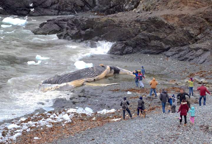 Dead whale