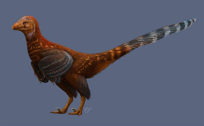The discovery of a new species of bird-like dinosaur, shown in an artist's rendition, is raising questions about the creature's evolution and why it had feathers when it couldn't actually fly.