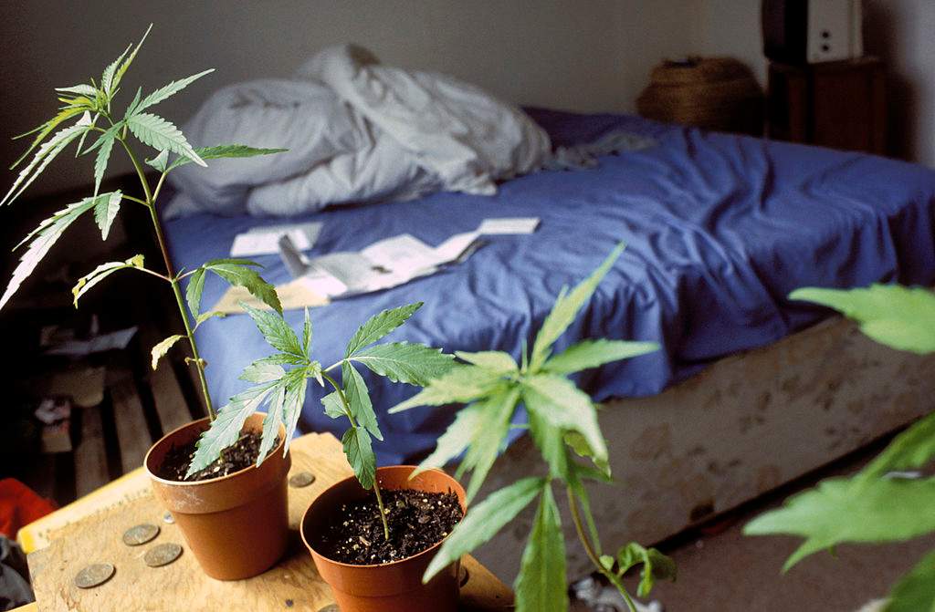Will NASA pay you to lie in bed for three months and smoke pot? The answer will not surprise you one little bit. 