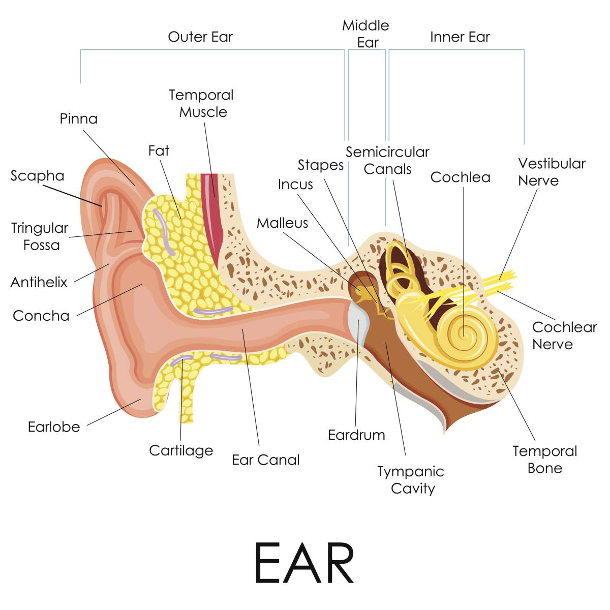 ear canal