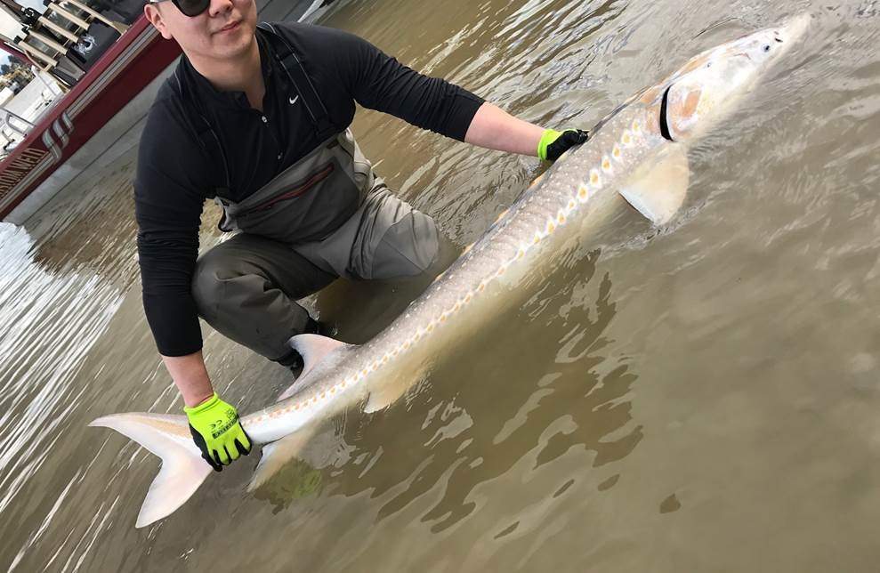 After taking a few pictures for bragging rights, Mai and his friend released the strangely looking fish right back into the river.