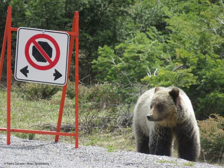 A grizzly bear looks at a no-stopping sign. 