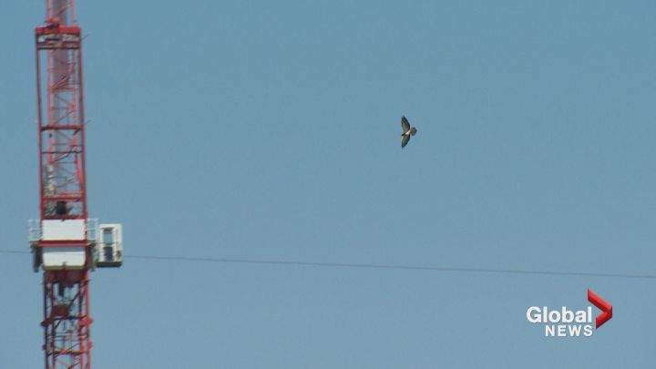 Wildlife experts say this is a Swainson’s hawk that’s been swooping down on Calgary residents in May 2017.