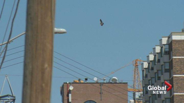 Residents say this hawk swooped at them in a Calgary neighbourhood, May 2017.