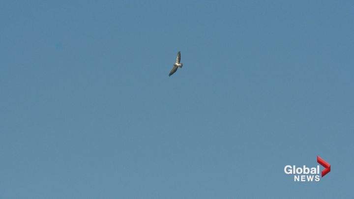 Calgary residents are complaining of a hawk attacking people in the Victoria Park neighbourhood.