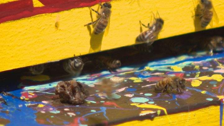 Rooftop beekeeping at Saskatoon restaurant is all the buzz on Broadway - image