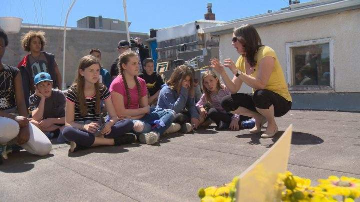Rooftop beekeeping at Saskatoon restaurant is all the buzz on Broadway - image