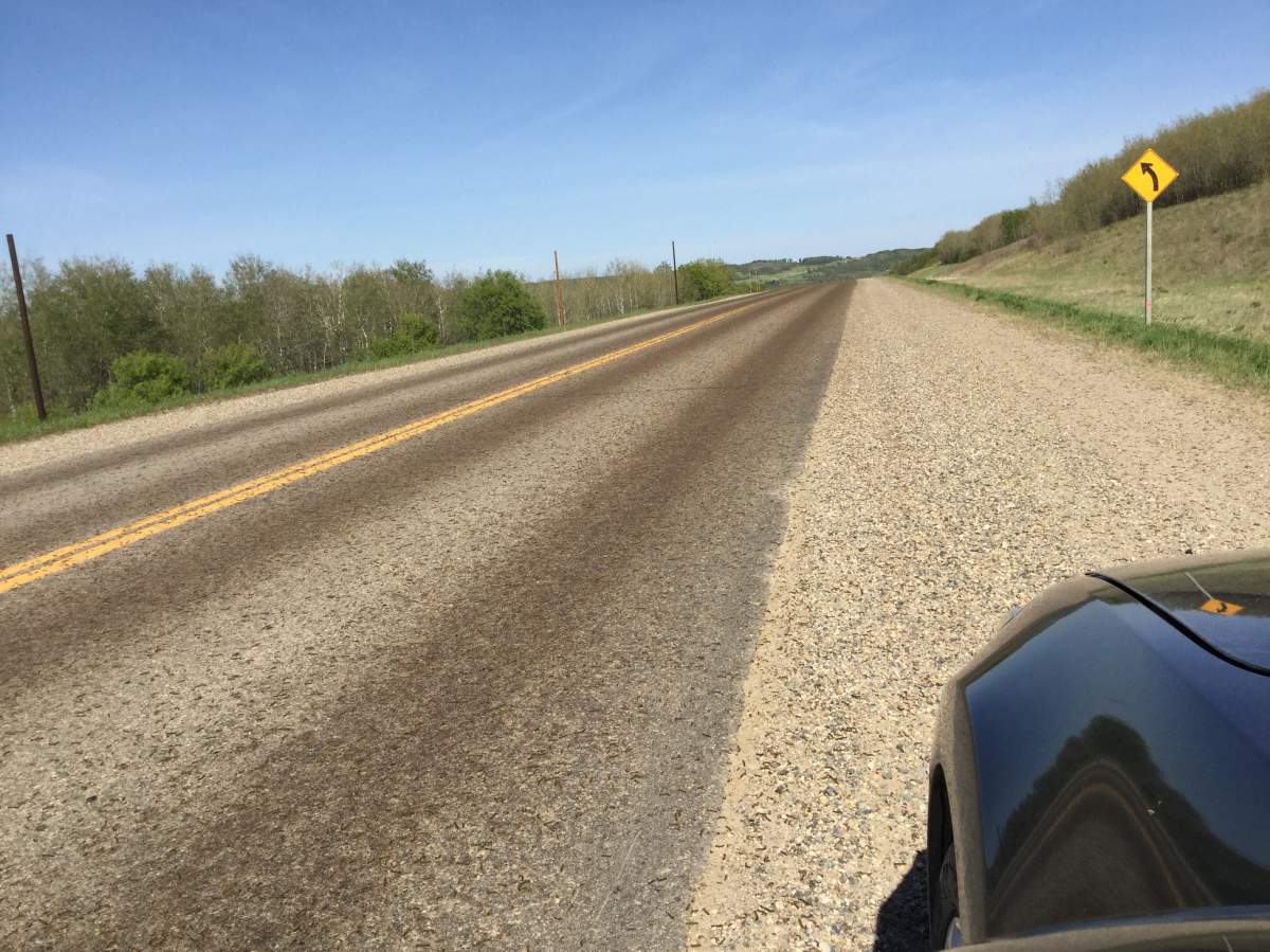 Thousands of forest tent caterpillars were crossing the road near St. Lazare, Manitoba.