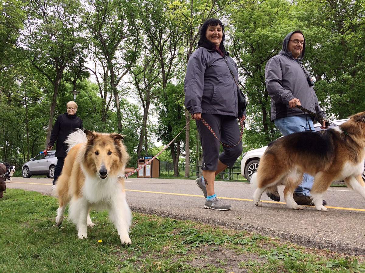 Annual Winnipeg walk connects patients with service dogs - image