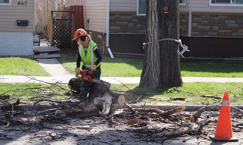 Crews chopping down elm tree infected with Dutch Elm Disease.