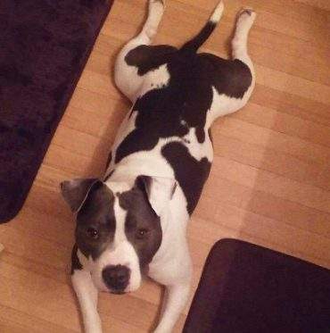 U.S. Army veteran, accused of killing therapy dog, found dead in apparent suicide - image
