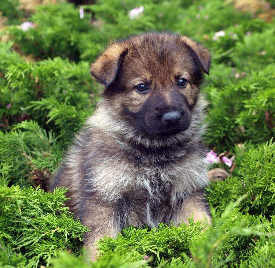 RCMP puppy Jude has one of the winning names from last year’s contest