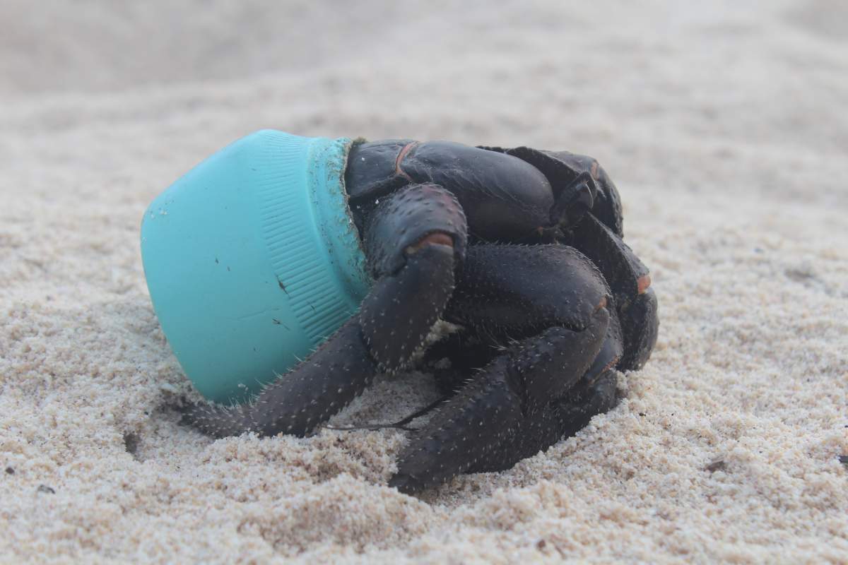 Crab in plastic on Henderson Island