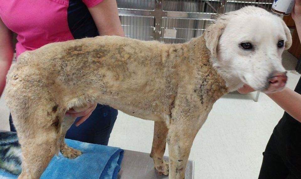 Polo is recovering at a Winnipeg animal hospital after he was tossed into a firepit this month. PETA is now offering a reward leading to an arrest in the incident.