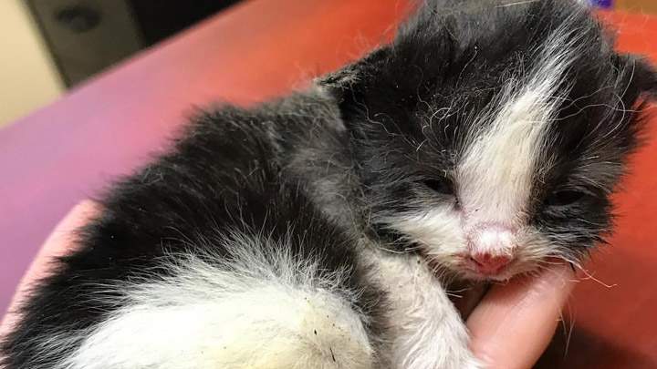 The Prince Albert SPCA is investigating allegations that kittens were lit on fire and thrown in the air.