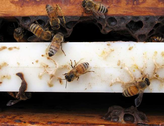 A cold spring meant a late start to this years bee season in Alberta.