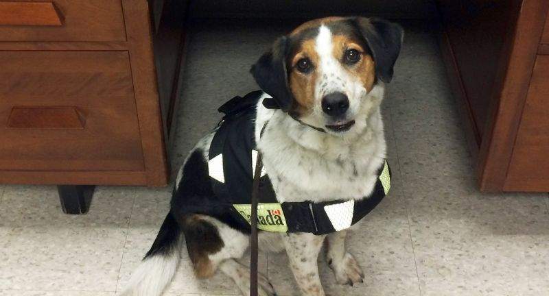 Rusty the former CBSA detector dog is seen here.