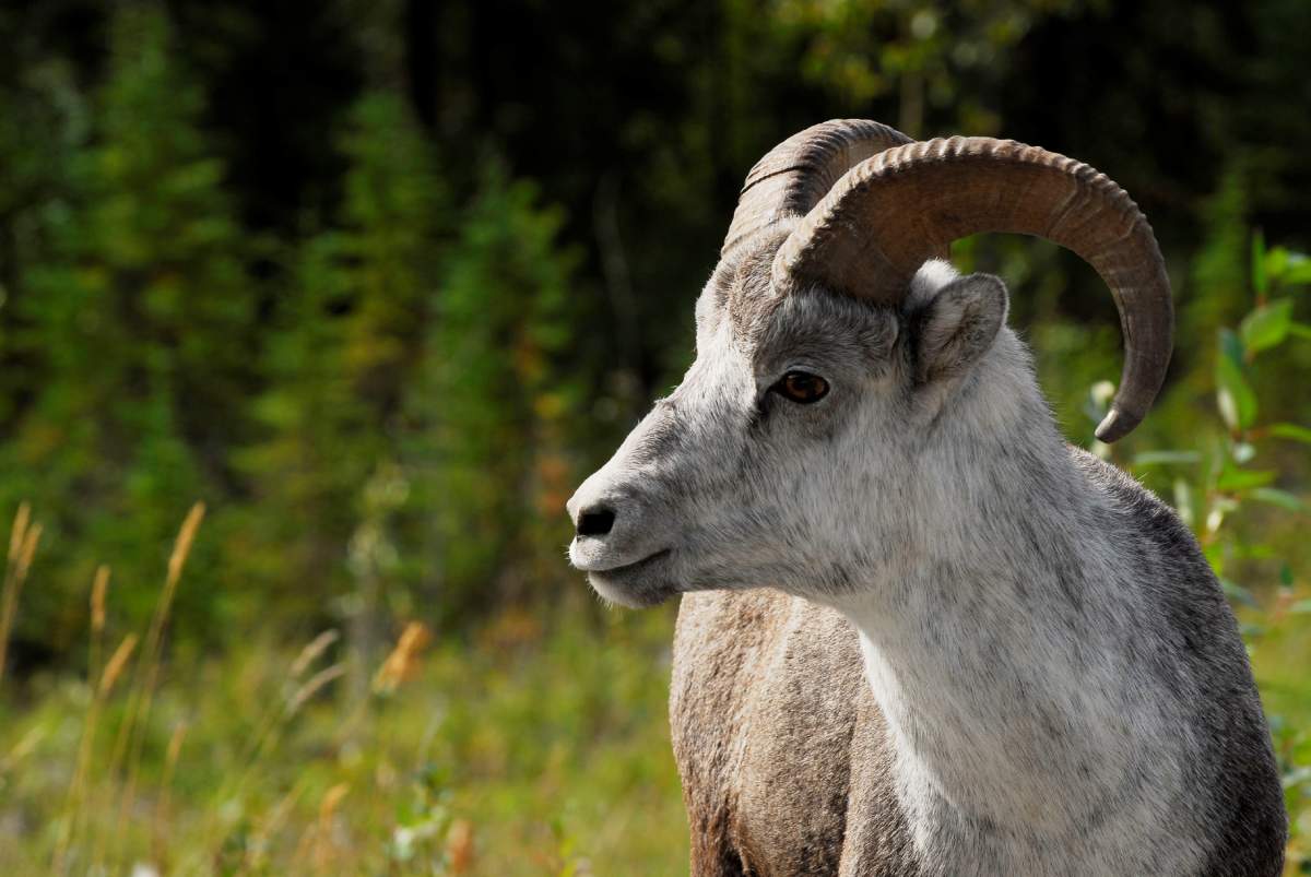Profile of a Stone’s Sheep beside the Alaska Highway
