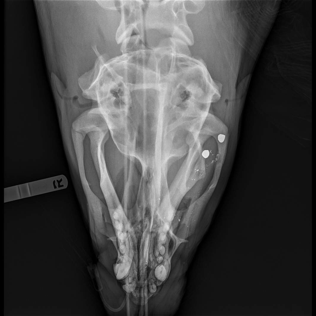 The white dots in this x-ray show the placement of bullets lodged in Señor Cinco’s head.