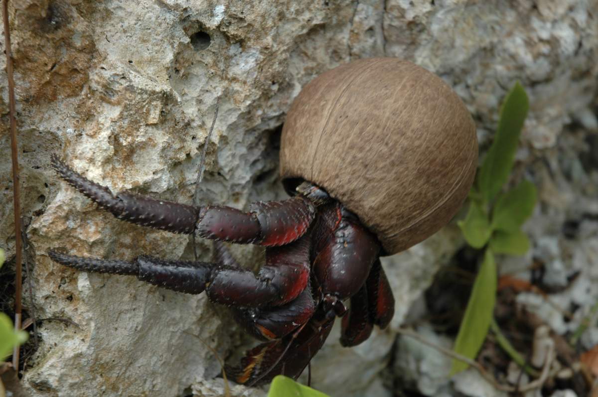 Hermit Crab on Henderson Island