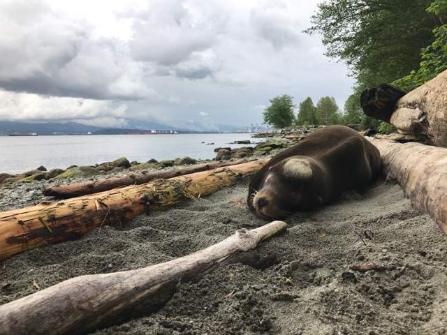 Señor Cinco was found on Spanish Banks. He was unresponsive to the activity surrounding him.