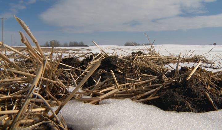 The majority of Saskatchewan producers with crop from last year have been unable to finish harvesting due to cool weather, wet field conditions.