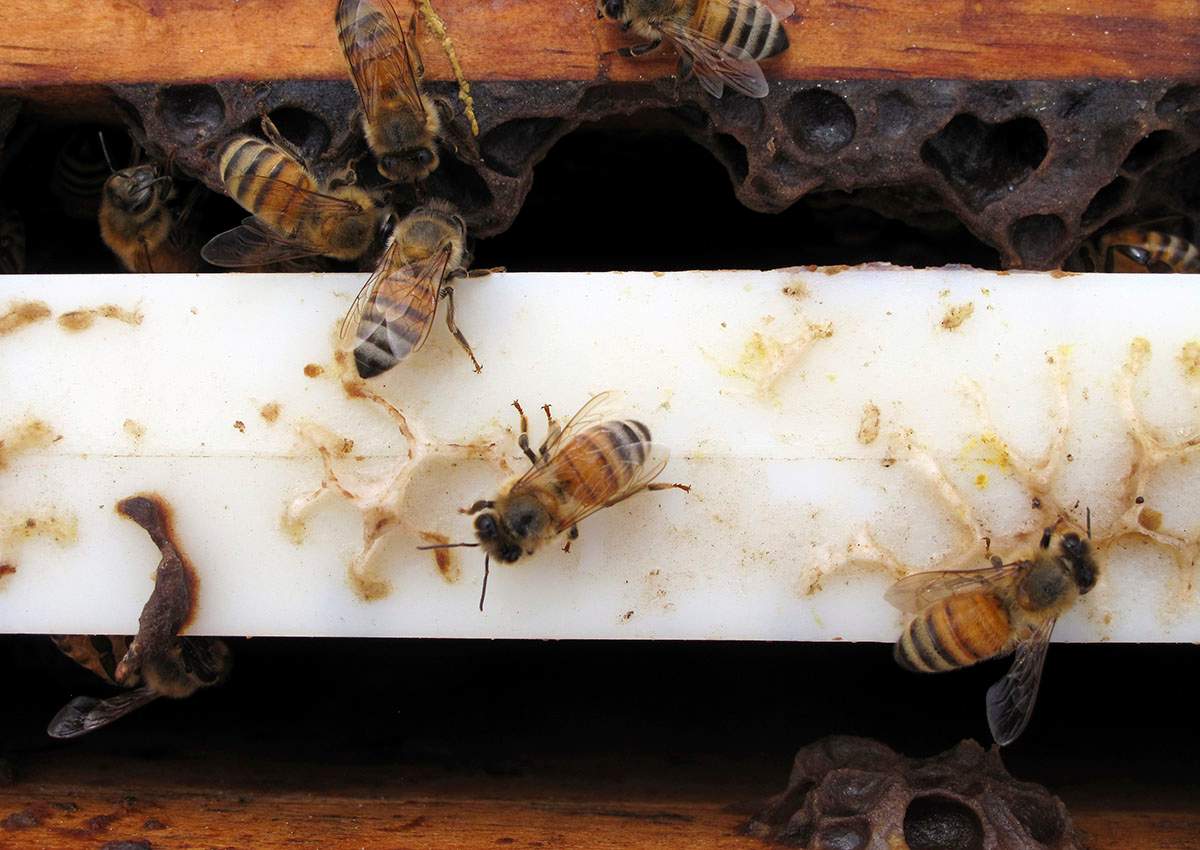 Several of the thousands of recovered beehives stolen in California are shown in this May 16, 2017, photo near Sanger, Calif.