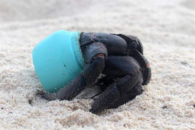 In this 2015 photo provided by Jennifer Lavers, a crab uses as shelter a piece of plastic debris on the beach on Henderson Island.