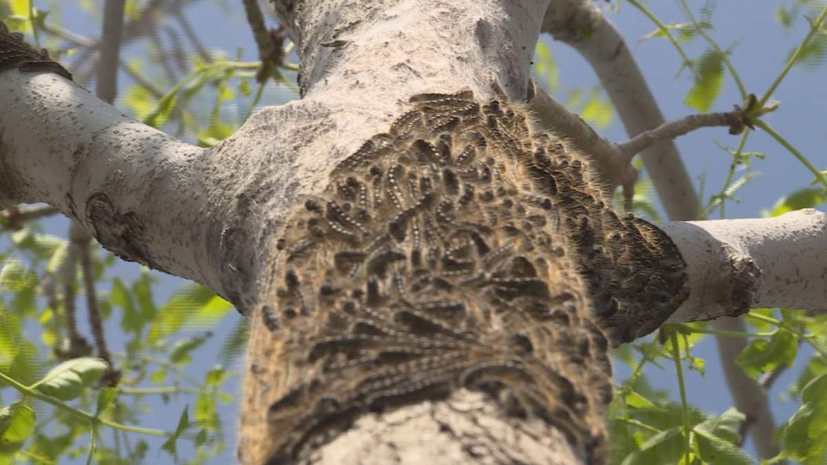 Caterpillars climb a tree in this file photo.