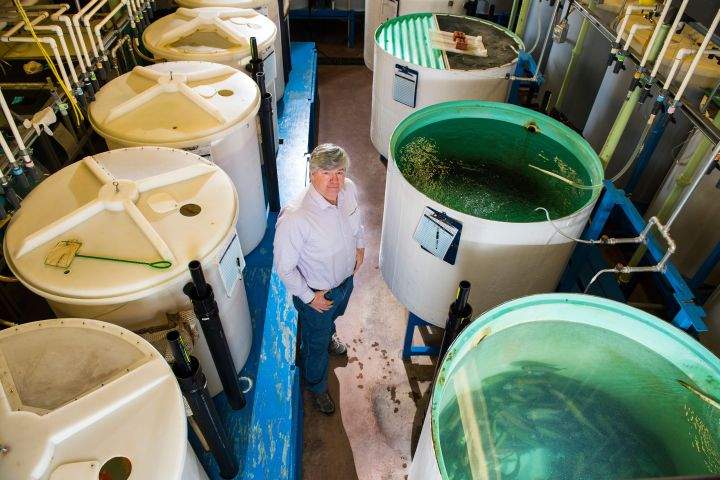 Researcher Greg Goss in the Biological Sciences Aquatics Facility at the University of Alberta.