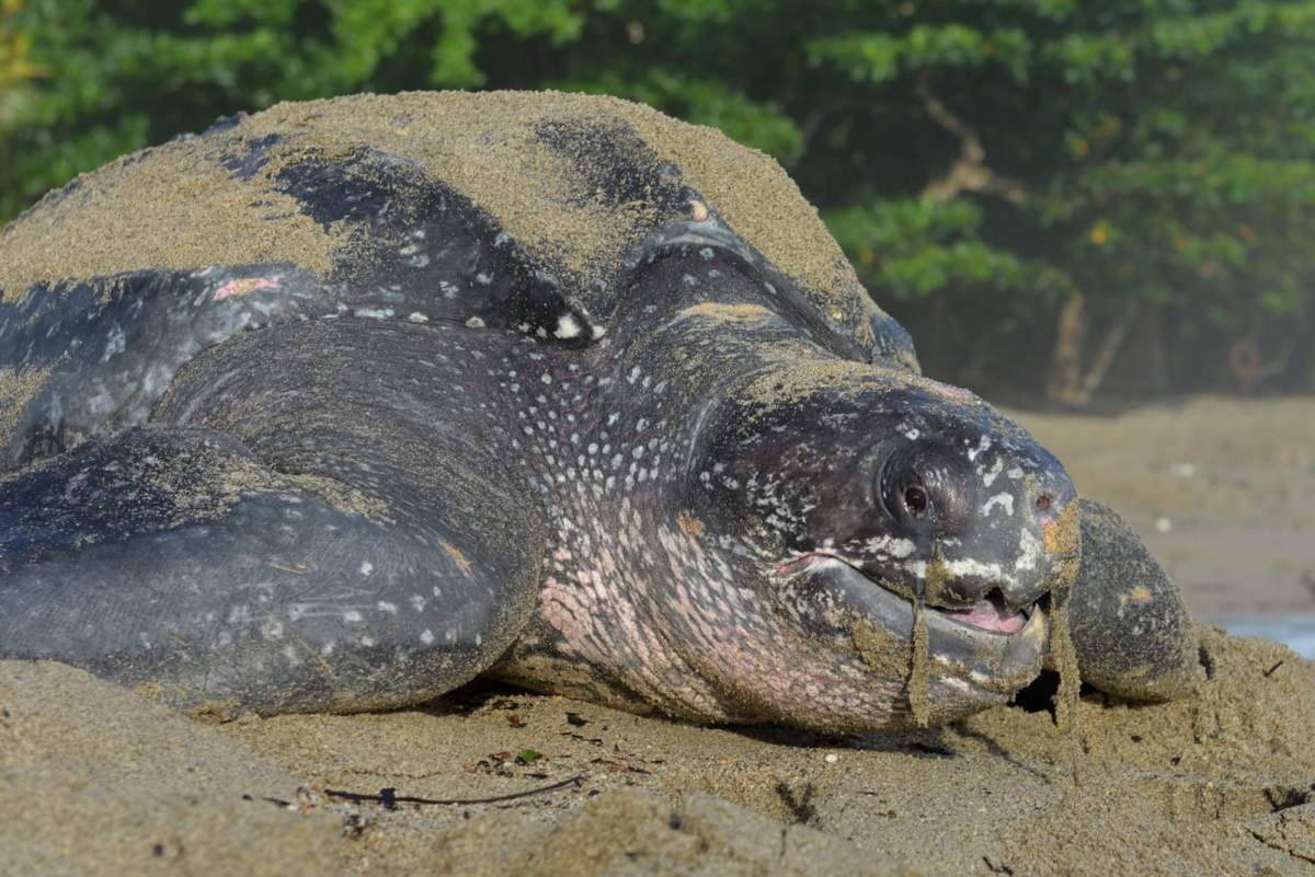 FILE - In this May 2, 2013 file photo, a leatherback turtle heads back to the ocean after burying her eggs in the sand at daybreak on a narrow strip of beach in Grande Riviere, Trinidad. Environmentalists said on Oct. 17, 2013 that the worlds largest turtle species has built a record number of nests along Puerto Rico's lush coastline in 2013 and thousands of baby turtles have hatched. 