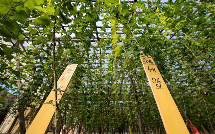 Wire structures like those used for growing hops could keep pot plants below one metre, an expert says. (He also calls it "a ridiculous rule".).
