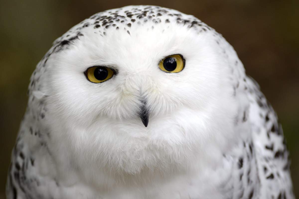 Researchers suggest the popularity of Harry Potter and his owl Hedwig has created a black market in Indonesia for these birds.