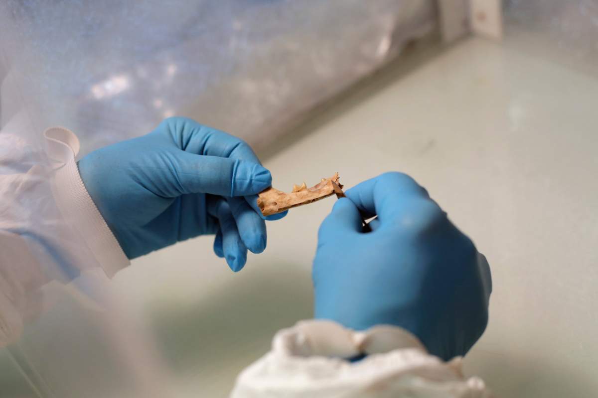In this photo dated Friday, June 16, 2017, researcher Eva-Maria Geigl works on a cat mandible in her laboratory, in Paris, France. A DNA study reached back thousands of years to track that conquest and found evidence of two major dispersals from the Middle East, in which people evidently took cats with them.